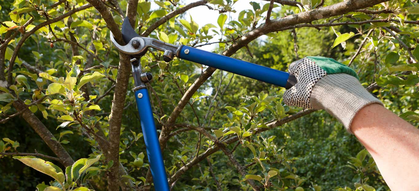 Tree Trimming