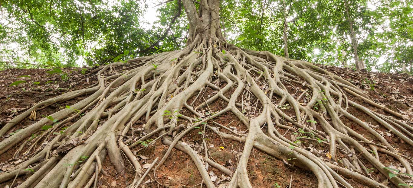 Gettin' Deep: Proper Root Fertilization for Trees and Shrubs - Pre...
