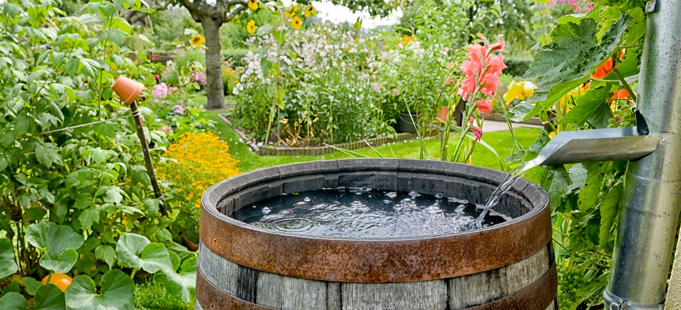 Rain Power! Harnessing Storm water for Your Garden and Trees - Premier ...