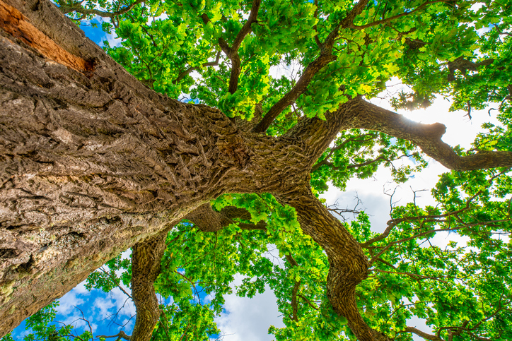 Oak. Tall oak tree with green leaves with blue sky background. View from down. Summer background. Green environment concept.