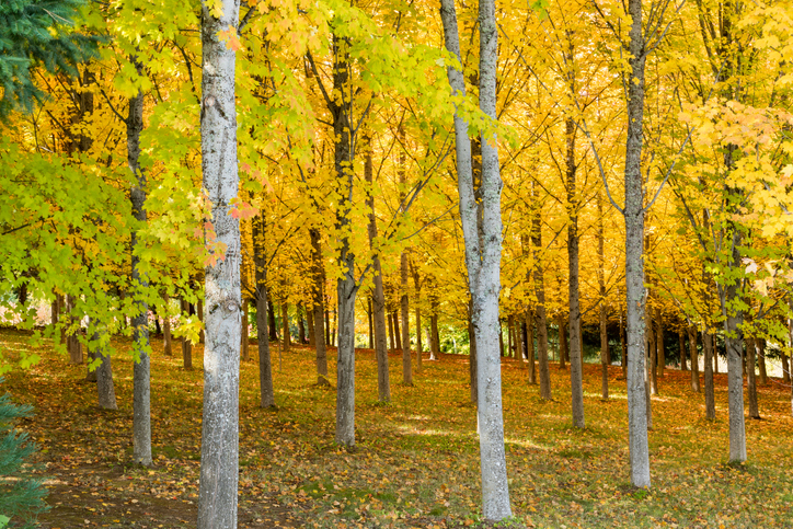 A Sugar Maple Tree Farm forest in autumn with brilliant yellow leaves in Oregon, USA