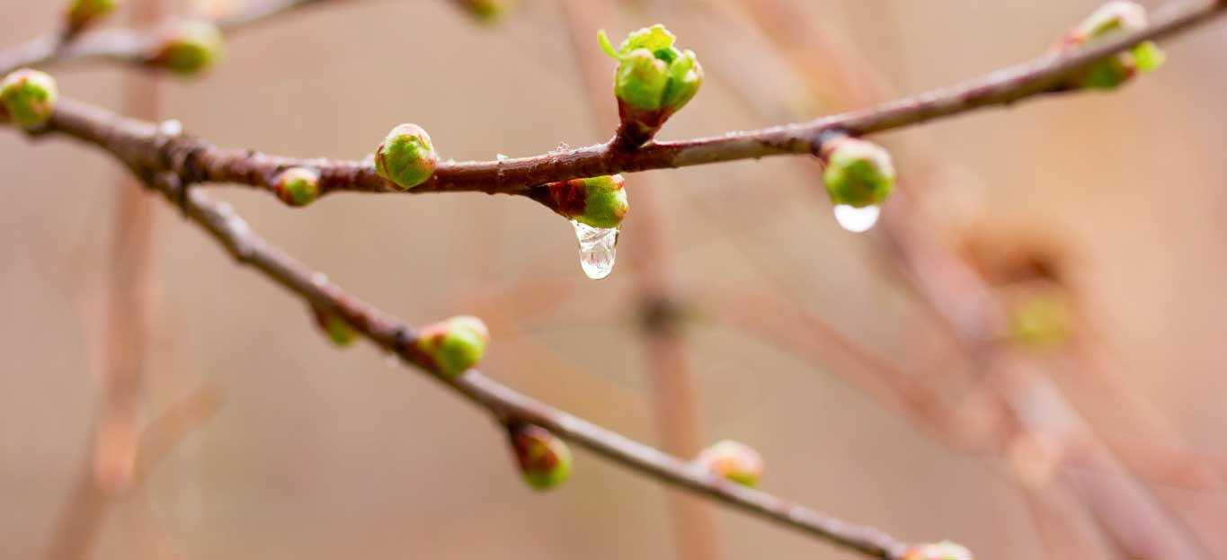 Watch out, Bud!: What Happens if a Tree Buds Too Early? - Premier Tree