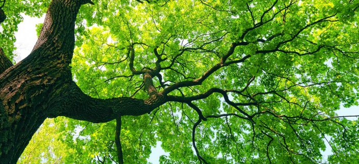 maple trees in georgia