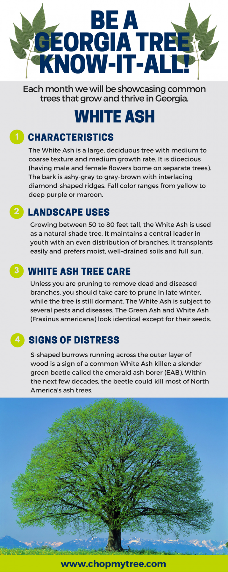 BE A TREE KNOWITALL White Ash Premier Tree Solutions