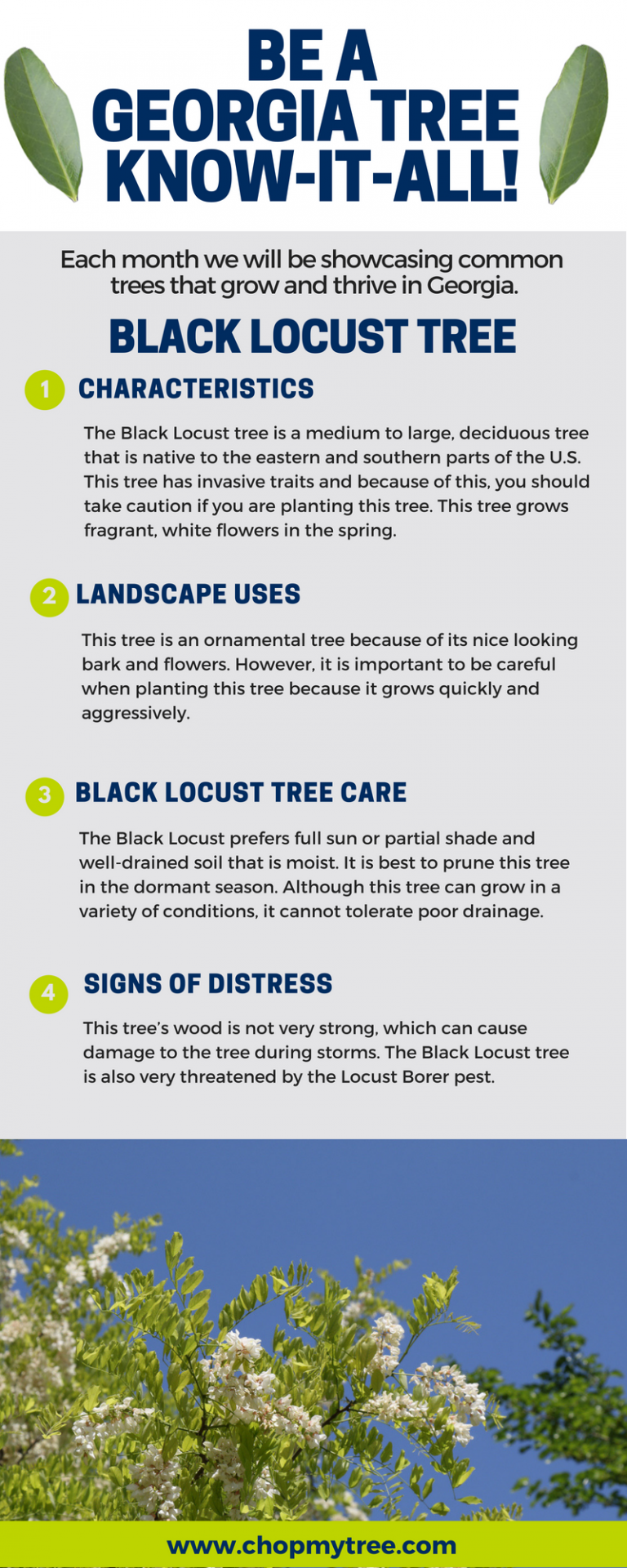 BE A TREE KNOWITALL BLACK LOCUST TREE Premier Tree Solutions
