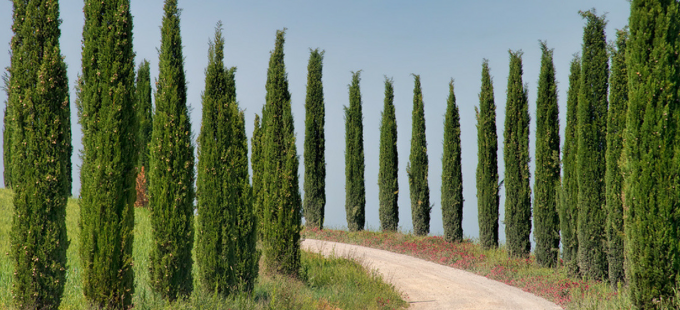 Caring for the Diva in Your Midst: Italian Cypress 101 - Premier Tree Solut...