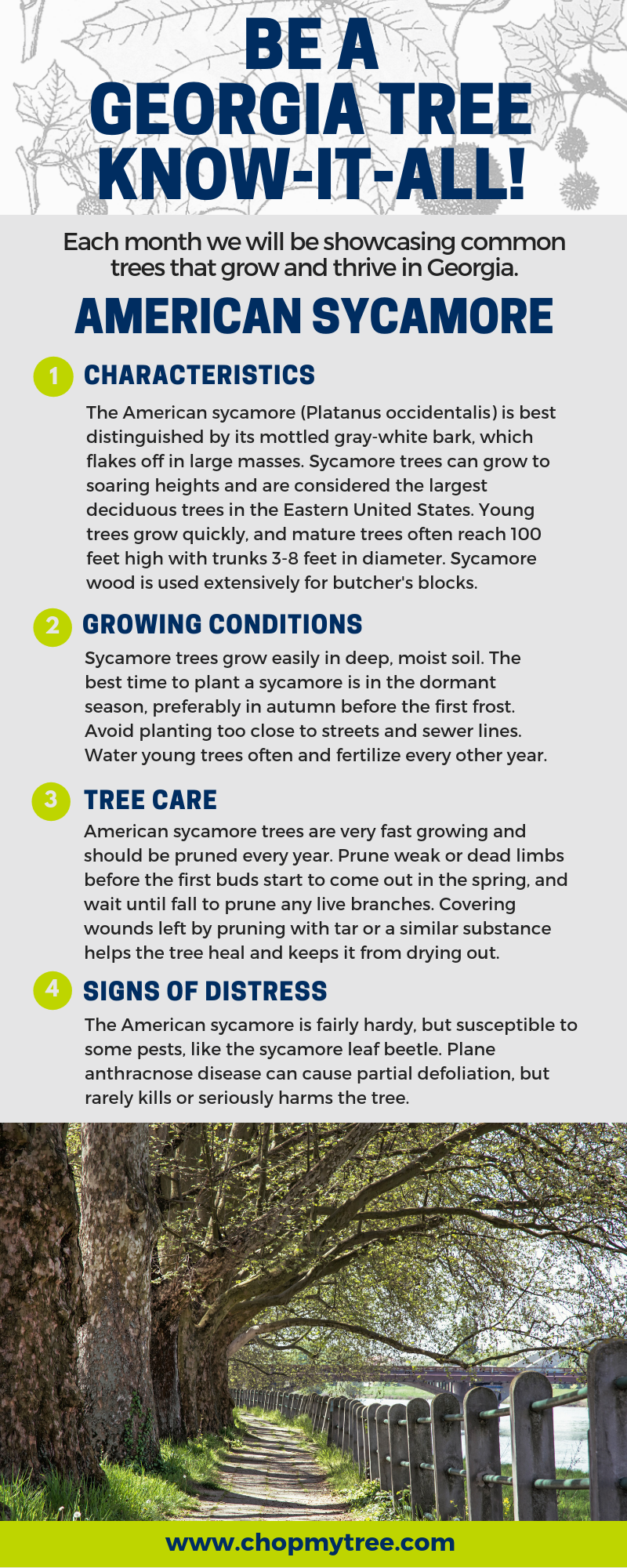 American Sycamore tree infographic