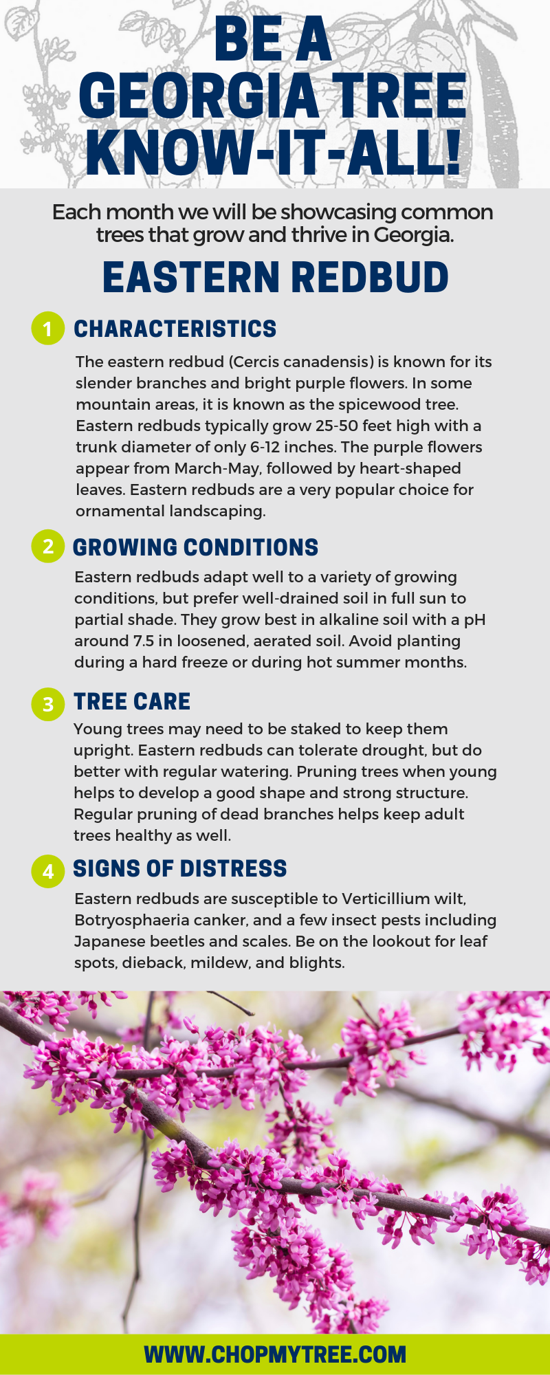 Infographic of the characteristics, growing conditions, tree care, and signs of distress of the eastern redbud tree.