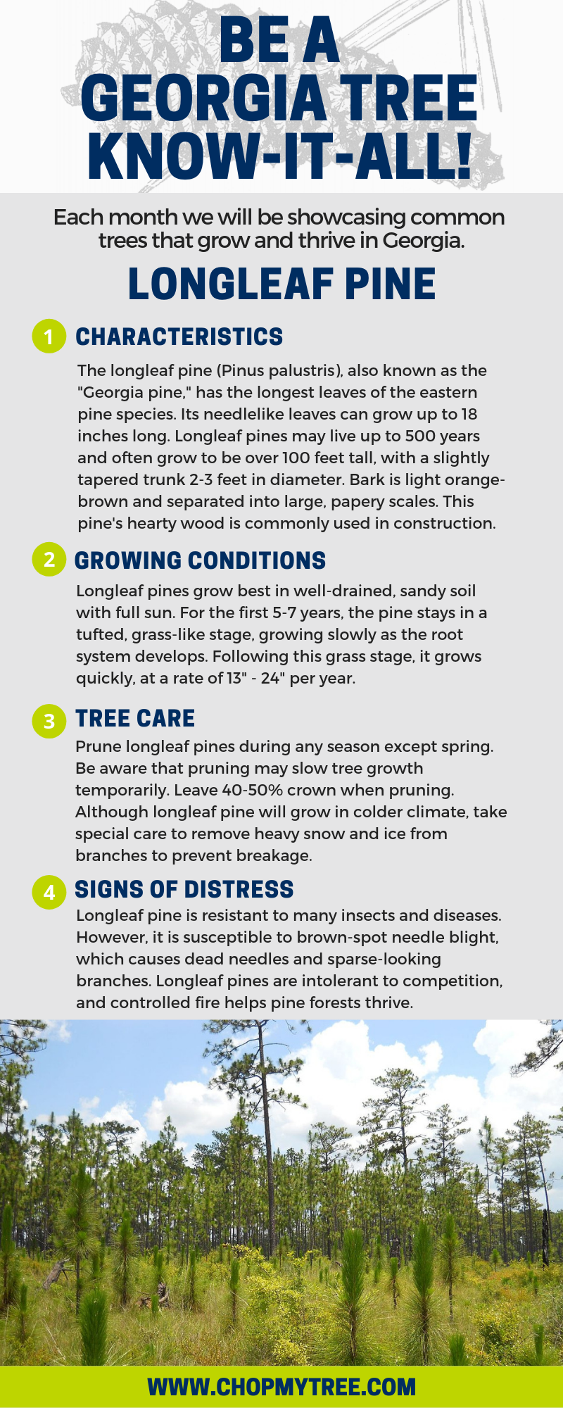 Longleaf Pine Text Infographic