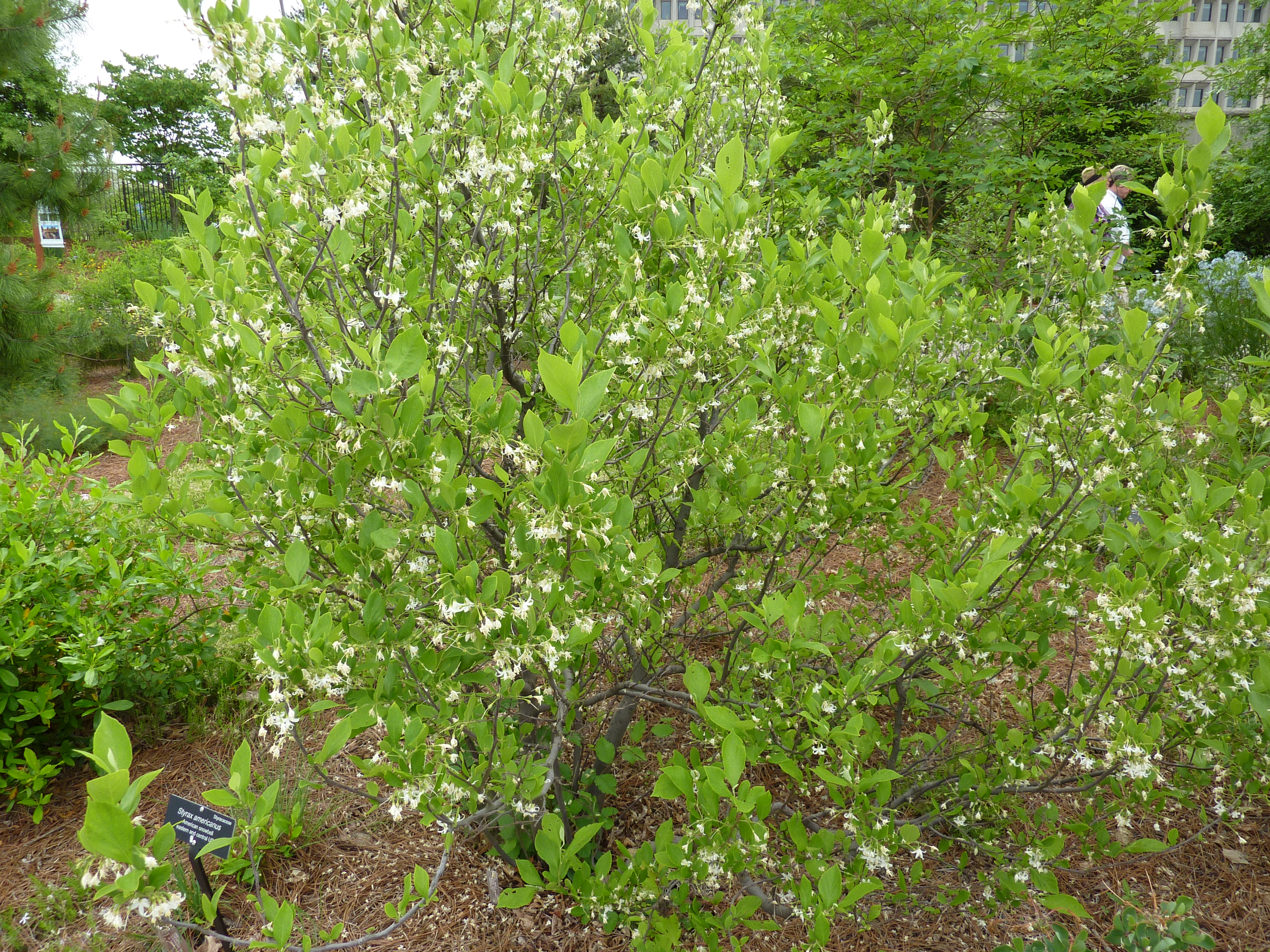 A photo of the American Snowbell tree, one of the trees that bloom in the summer in Georgia. 