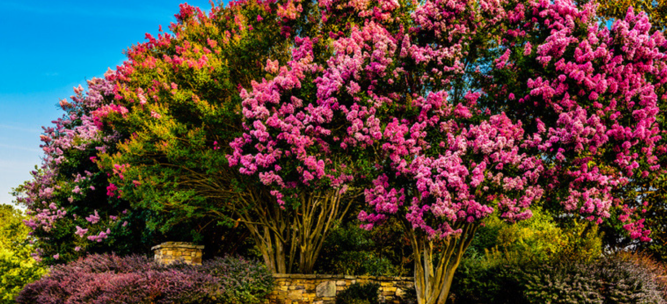 A photo of multiple trees of crepe myrtles, one of the trees that bloom in the summer in Georgia.