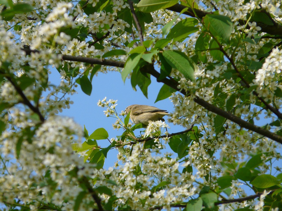 A photo of a Black Cherry tree with a bird in the branches, one of the trees that bloom in the summer in Georgia.