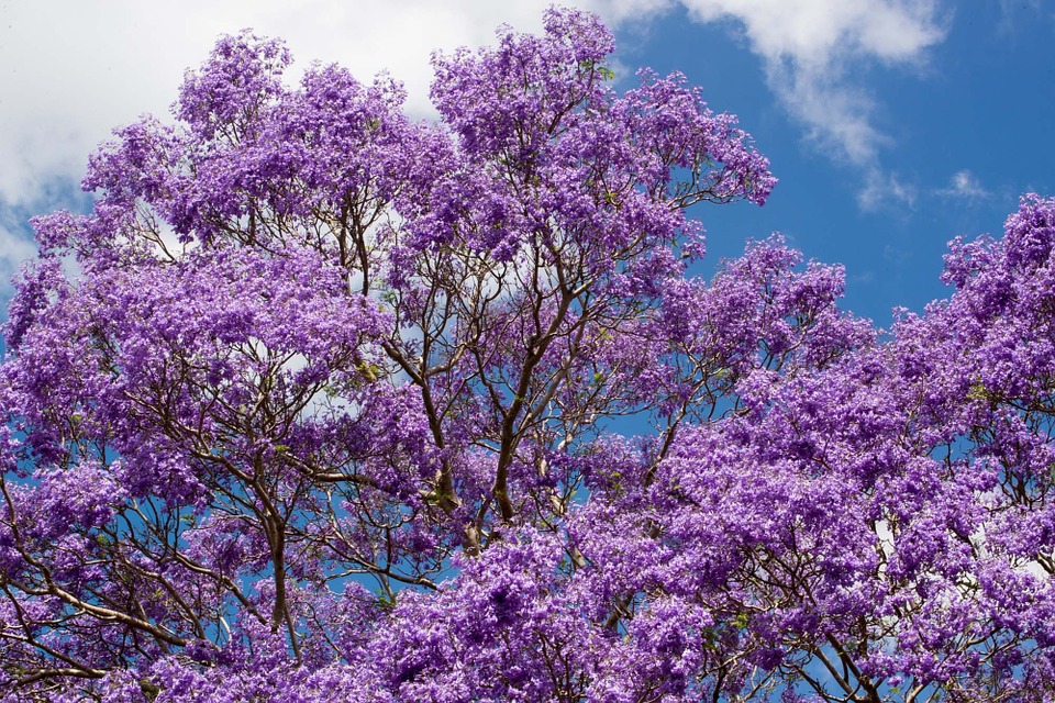 A photo of a Jacaranda tree, one of the trees that bloom in the summer in Georgia.