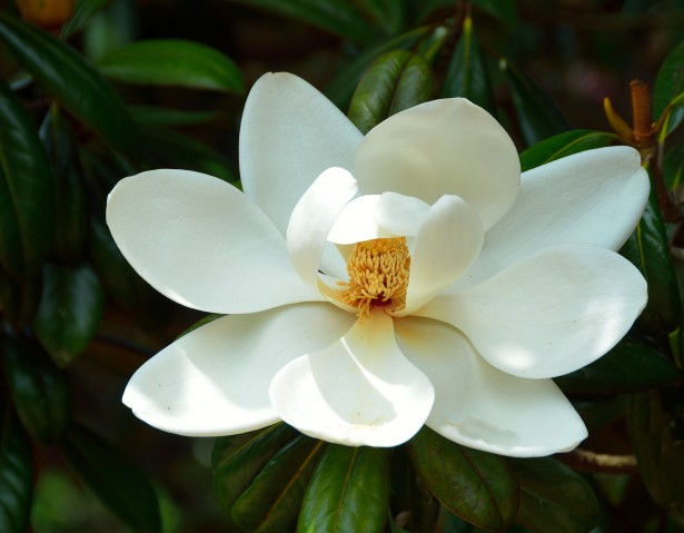 A photo of the Magnolia Tree flower blossom, one of the trees that bloom in the summer in Georgia. 