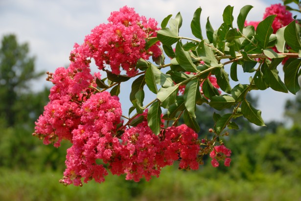 A photo of a bloom on a crepe myrtle tree, one of the trees that bloom in the summer in Georgia.