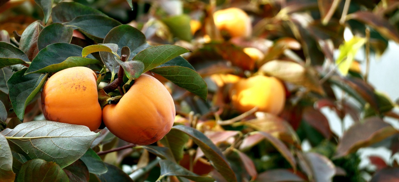 persimmon tree with fruit
