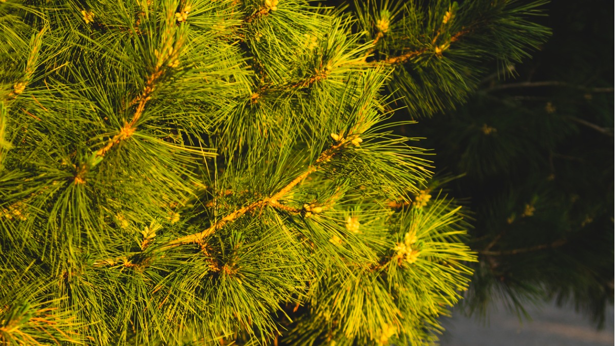 Be A Georgia Tree Know It All Spruce Pine Premier Tree Solutions