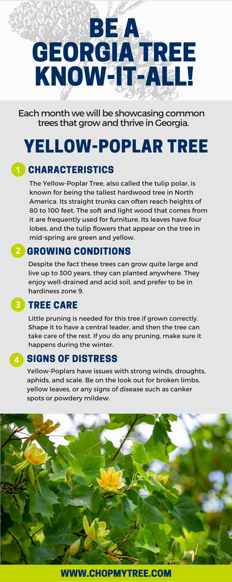 Yellow Poplar Infographic.