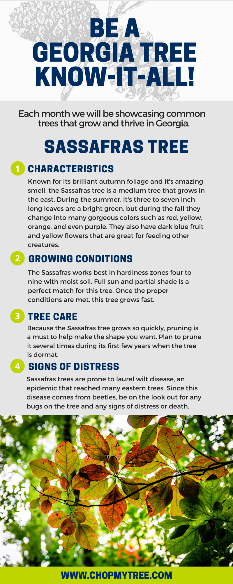 Sassafras Tree of the Month infographic.