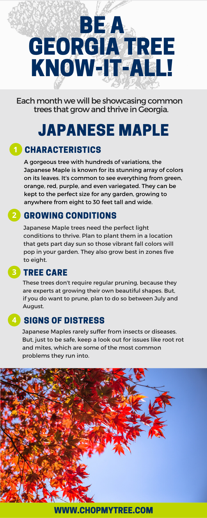 Infographic for Japanese Maple Tree