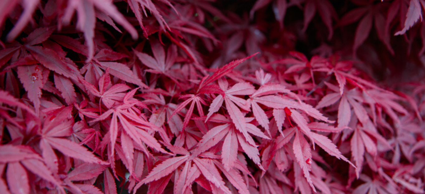 Close up of Japanese Maple leaves in the Fall, a lovely red color.