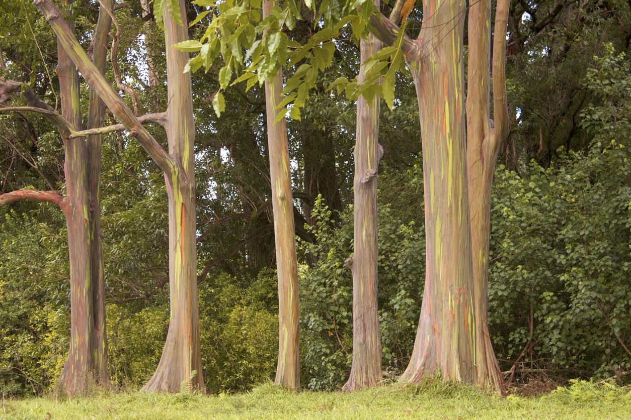 A stand of rainbow eucalyptus trees in a meadow on the island of Maui.