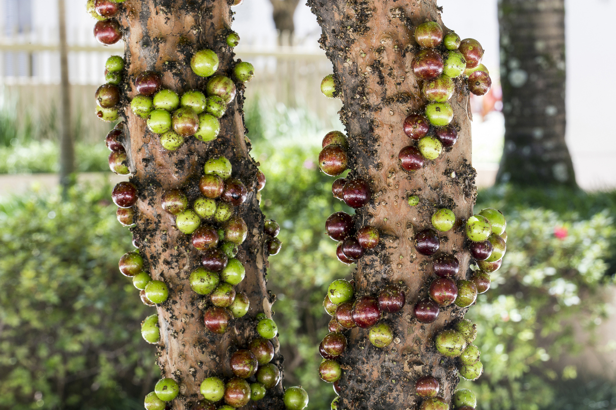 Fruit. Exotic. Jabuticaba in the tree. Jaboticaba is the native Brazilian grape tree. Species Plinia cauliflora.