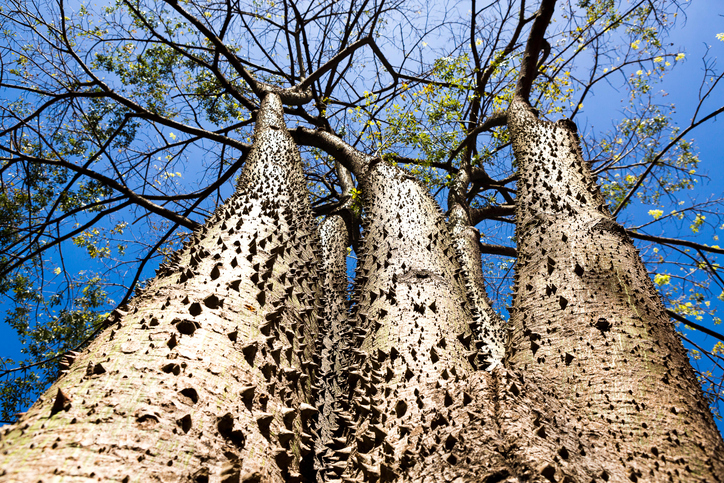 Hura crepitans is a perennial tree belonging to the Euphorbiaceae family, native to the tropical forests of the Americas, including the Amazon Forest.