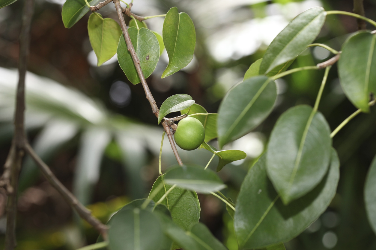 A closeup of a piece of Manchineel Tree fruit (Hippomane mancinella), which is known as a Manchineel apple. The tree is also known as a Beach Apple, due to its fruit looking like an apple. The tree, and its parts contain strong toxins. Its white sap contains skin irritants, producing strong allergic dermatitis. Even small drops of rain running off of the tree onto a person can cause blistering of the skin. Smoke in the eyes from burning manchineel wood can cause blindness. The fruit may be fatal if eaten. Ingestion may produce severe gastroenteritis with bleeding, shock, and the potential for airway compromise due to edema. The Carib people used the sap of this tree to poison their arrows, and would tie captives to the trunk of the tree, ensuring a slow, and painful death. The Caribs were also known to poison the water supply of their enemies with the leaves. In 1521, The Spanish explorer Juan Ponce de León was wounded by an arrow that had been poisoned with Manchineel sap during a battle with the Calusa Native American people in Florida, and he died soon after in Havana, Cuba. In the 1956, movie, “Wind Across The Everglades,” a poacher named Cottonmouth (Burl Ives) had a victim tied to a manchineel tree, to be tortured to death by the milky sap. The Manchineel tree is listed as an endangered species in Florida.