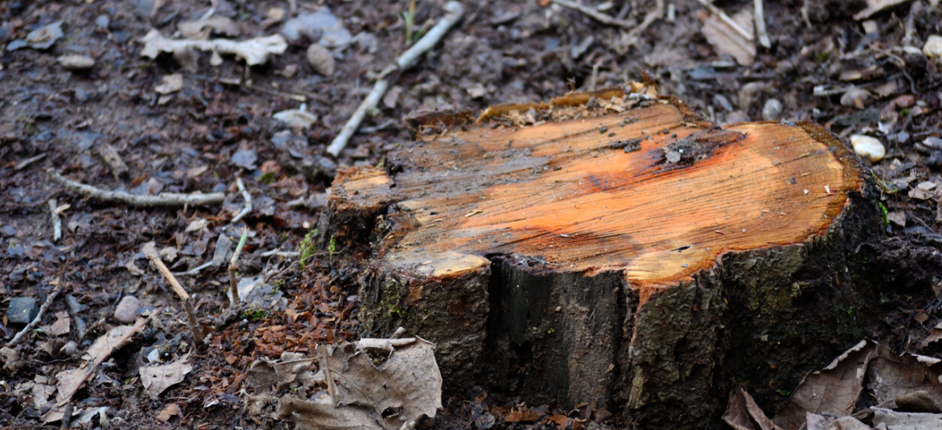 A close up of a stump grinding, highlighting What is Stump Grinding and Why You Might Need It.