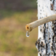 Birch tree with a sap spike in the trunk, highlighting how to harvest sap from trees.