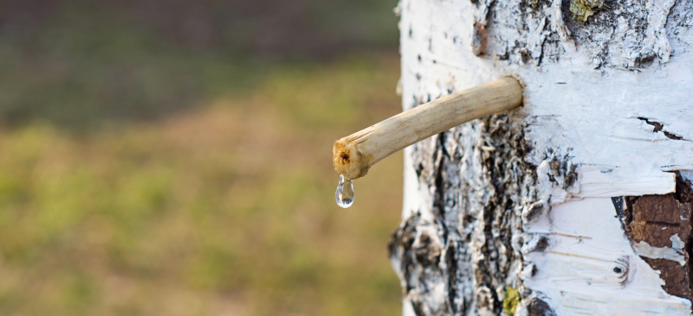 Birch tree with a sap spike in the trunk, highlighting how to harvest sap from trees.