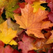 Wet, bright leaves of maple lie on the grass, showing The Science Behind Falling Leaves.