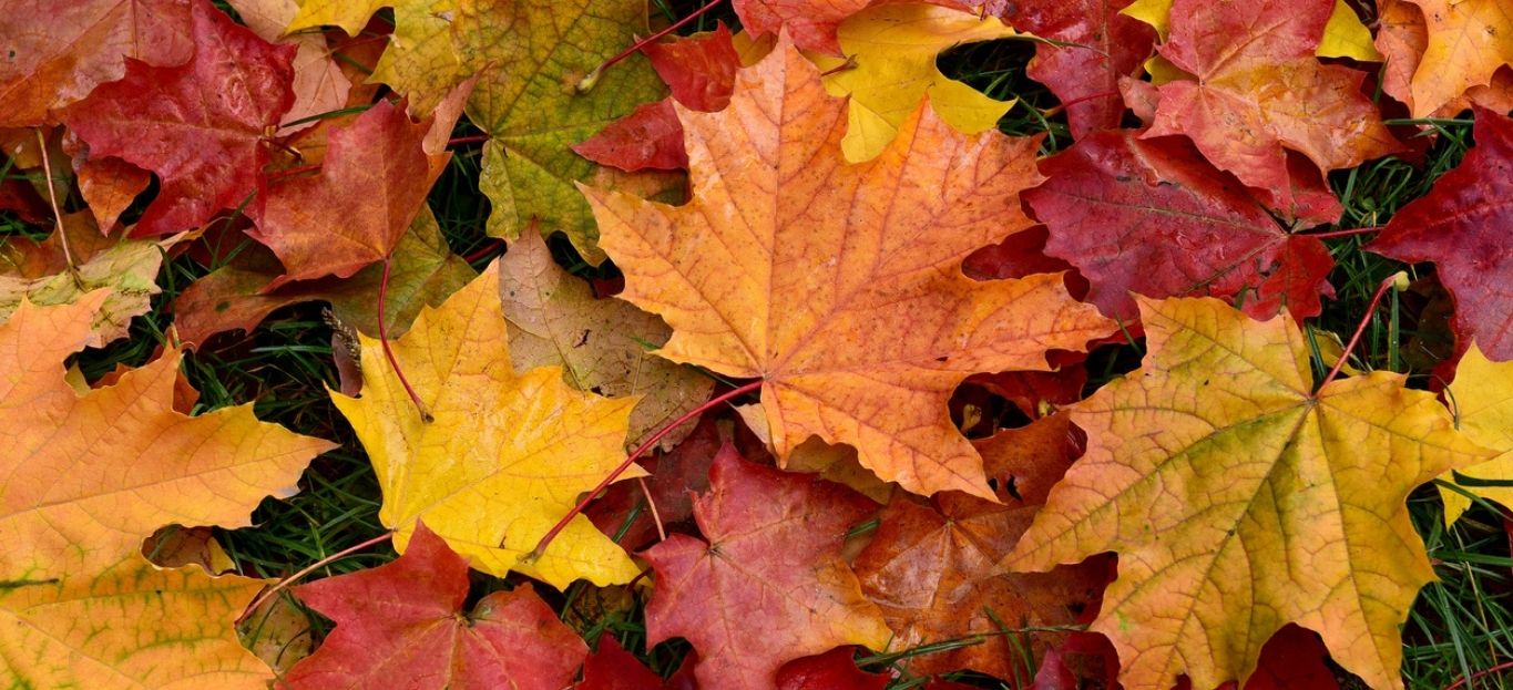 Wet, bright leaves of maple lie on the grass, showing The Science Behind Falling Leaves.