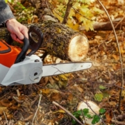 Lumberjack cuts down a lying tree with a chainsaw in the forest, close-up on the process of cutting down, highlighting the different ways to remove trees.