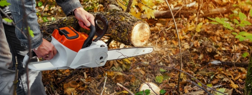 Lumberjack cuts down a lying tree with a chainsaw in the forest, close-up on the process of cutting down, highlighting the different ways to remove trees.