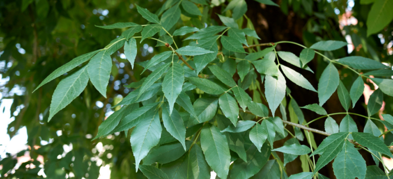 BE A GEORGIA TREE KNOW-IT-ALL: GREEN ASH