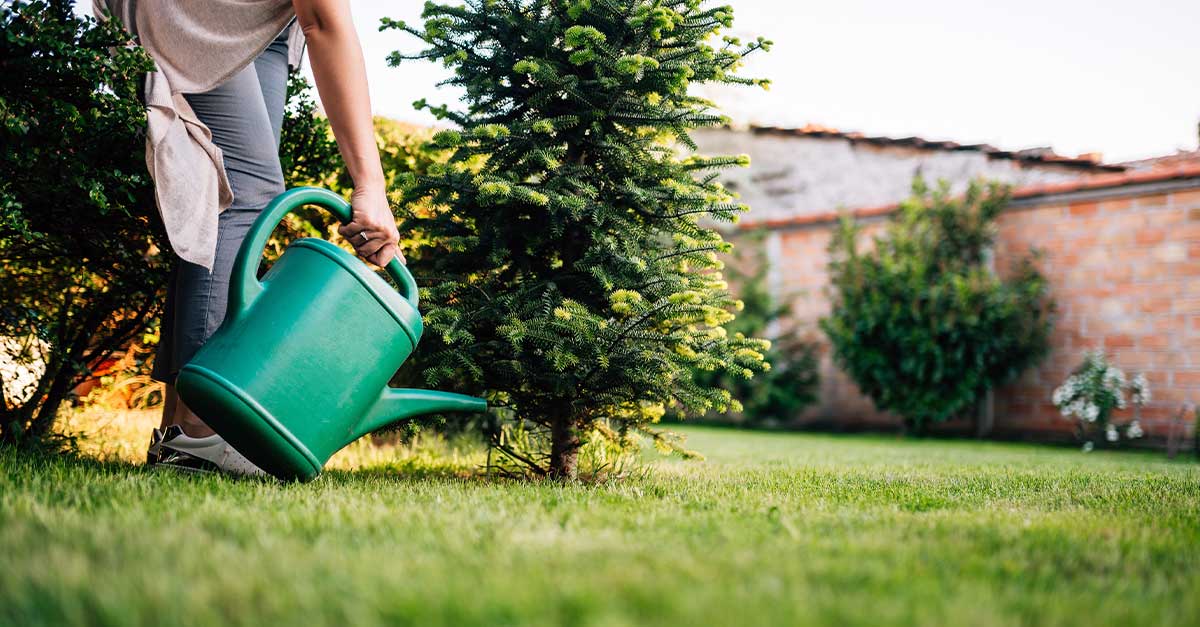 How Often Should I Water My Trees? Premier Tree Solutions