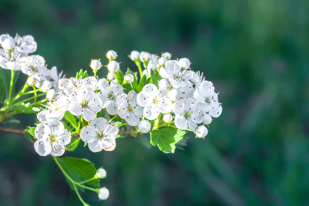 Branch of white flowers on blooming Crataegus monogyna on a green background.