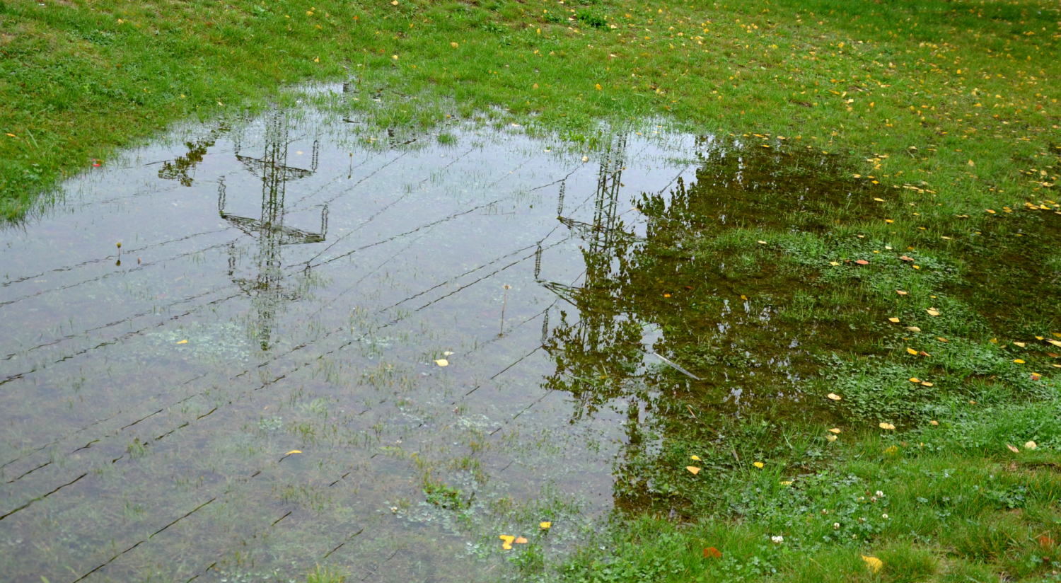 Can Trees Help With Yard Drainage? Yes, And Here's How!