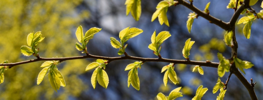 How to Spot an Elm Tree And Recognize Its Unique Characteristics 