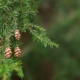 Canadian Hemlock Pine Tree