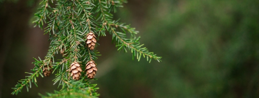 Canadian Hemlock Pine Tree