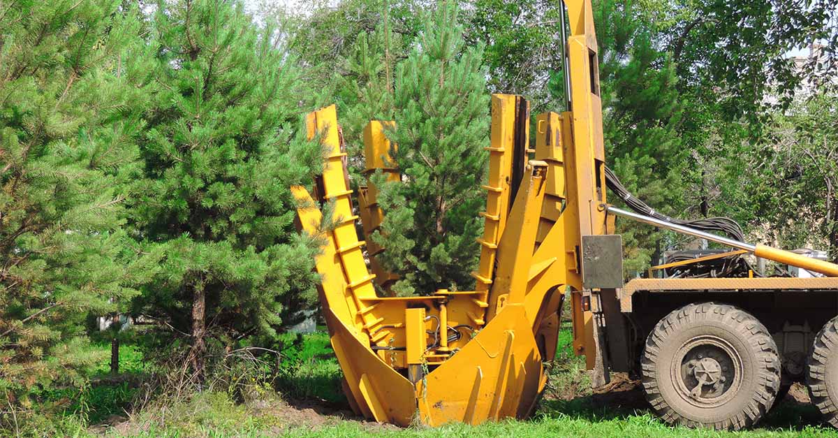 A tree transplanter is used for transplanting large trees.