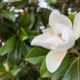 Magnolia bloom.