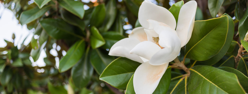 Magnolia bloom.