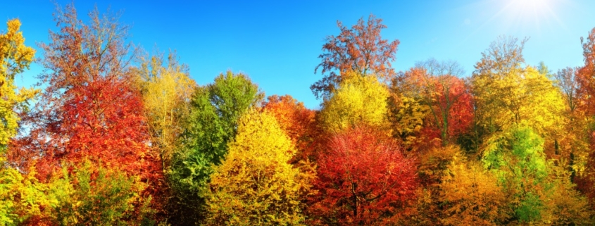 Multi colored trees in autumn