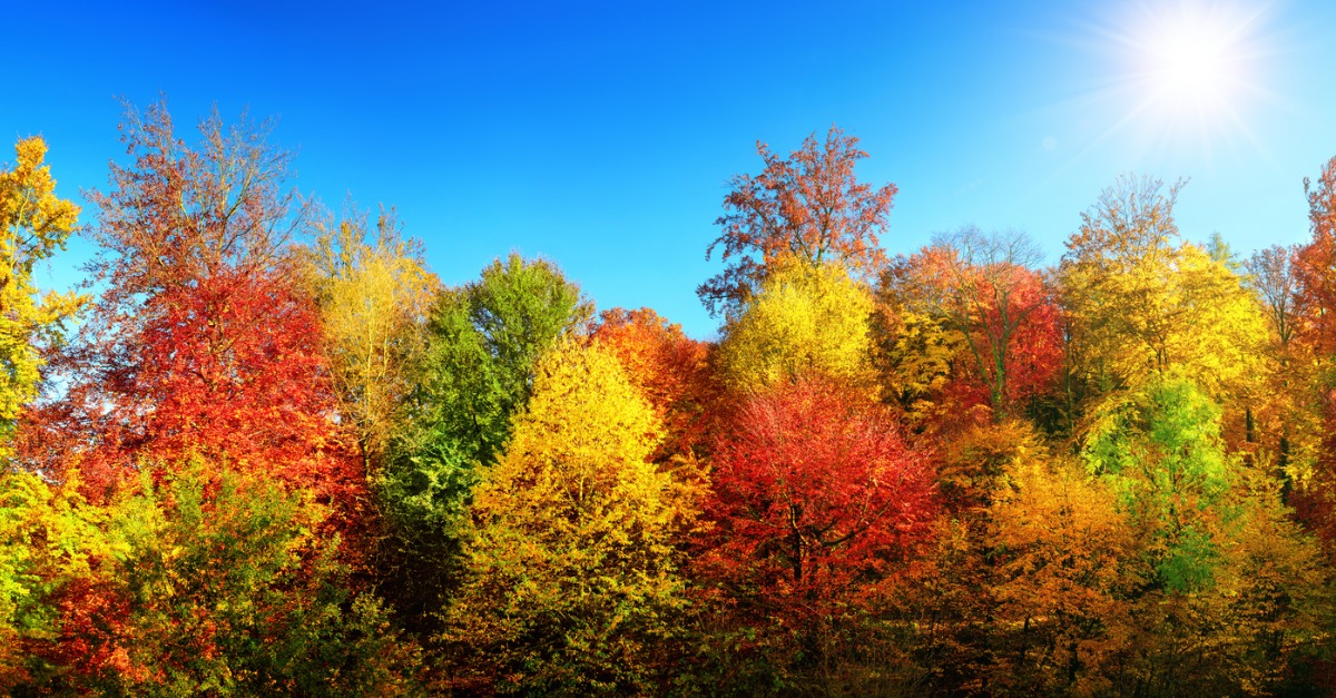 Multi colored trees in autumn