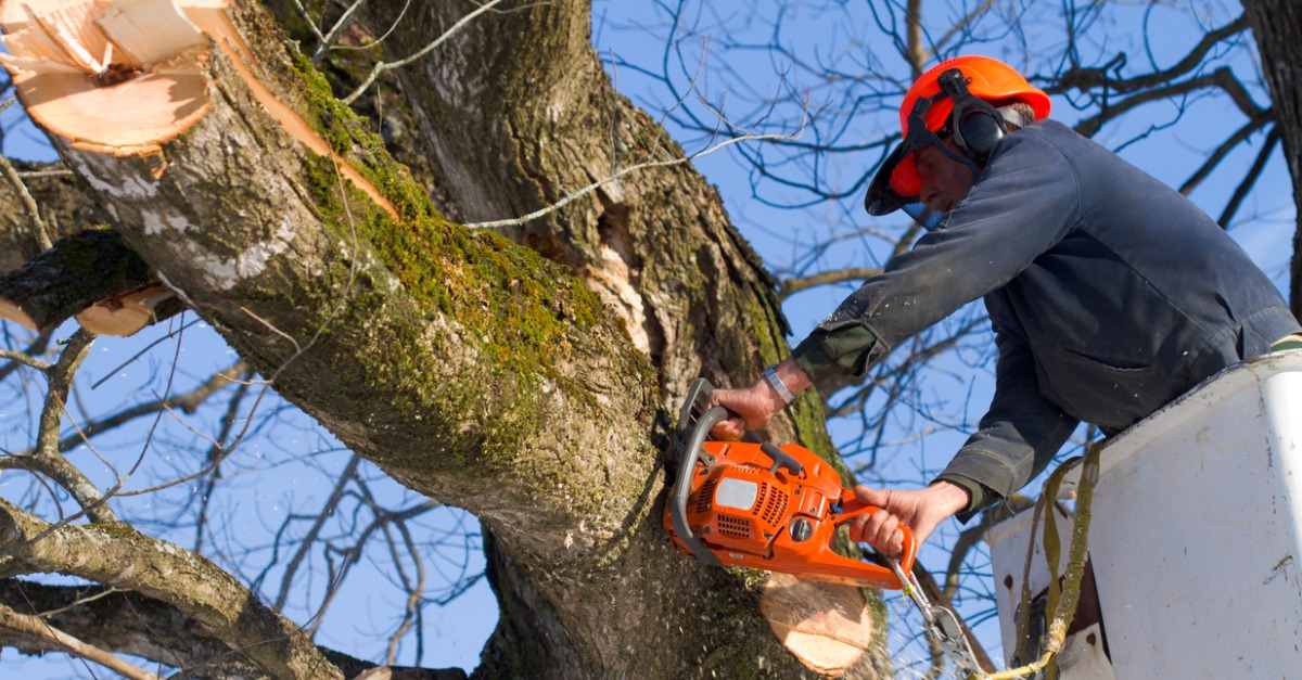 Man cutting down a tree