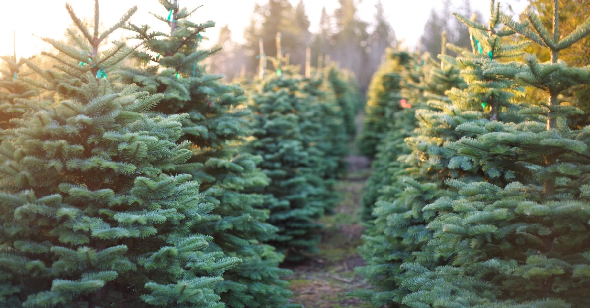 Row of vibrant Christmas trees